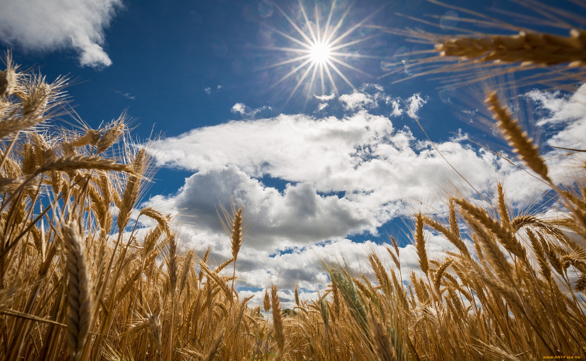 Пшеничное солнце. Поле с колосьями. Хлебное поле. Красивое поле пшеницы. Поле с колосьями пшеницы.